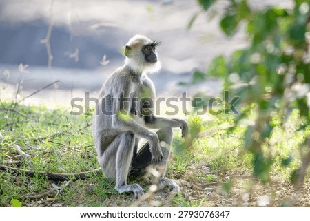 black faced grey langur monkey in Yala National Park, Sri Lanka