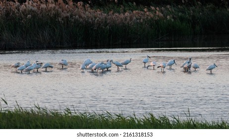 Black Faced Spoonbill Group At Sunset