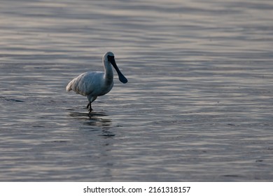 Black Faced Spoonbill Near Shore At Sunset