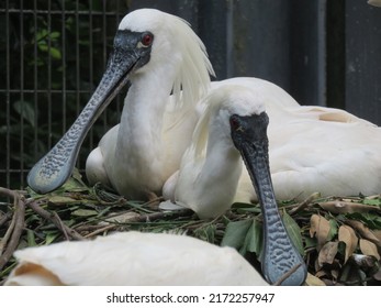 Black Faced Spoonbill Sitting On The Ground