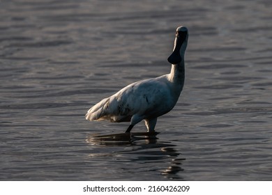 Black Faced Spoonbill In Water