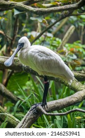 The Black Faced Spoonbill(Platalea Minor) Closeup Image.
It Has The Most Restricted Distribution Of All Spoonbills, And It Is The Only One Regarded As Endangered.