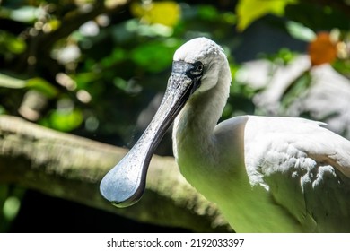 The black faced spoonbill(Platalea minor) closeup image.
				it has the most restricted distribution of all spoonbills, and it is the only one regarded as endangered.
