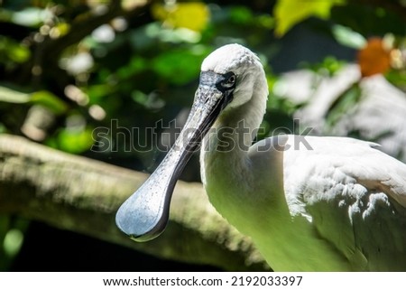 The black faced spoonbill(Platalea minor) closeup image.
it has the most restricted distribution of all spoonbills, and it is the only one regarded as endangered.