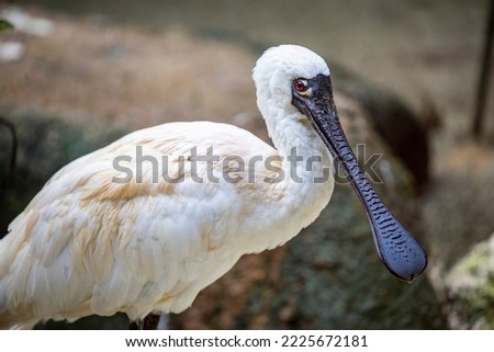 The black faced spoonbill(Platalea minor) closeup image.
it has the most restricted distribution of all spoonbills, and it is the only one regarded as endangered.