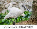 black faced spoonbill(Platalea minor).
it has the most restricted distribution of all spoonbills, and it is the only one regarded as endangered.
