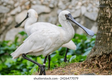 black faced spoonbill(Platalea minor).
					it has the most restricted distribution of all spoonbills, and it is the only one regarded as endangered.