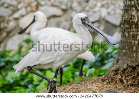 black faced spoonbill(Platalea minor).
it has the most restricted distribution of all spoonbills, and it is the only one regarded as endangered.