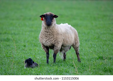 A Black Faced Suffolk Ewe Mother With Her Little Black Lamb