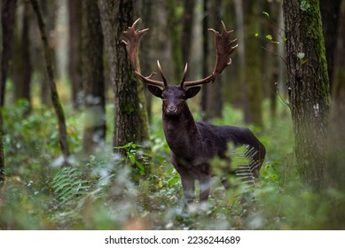 Black fallow deer in the autumn forest