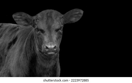 Black Farm Cow Closeup Face On The Black Background