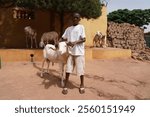 Black farmboy with ram in rural African countryside - Concept of traditional religious animal sacrifice