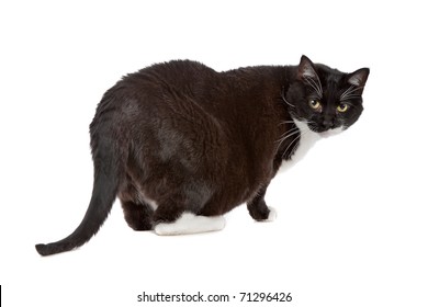Black Fat Cat