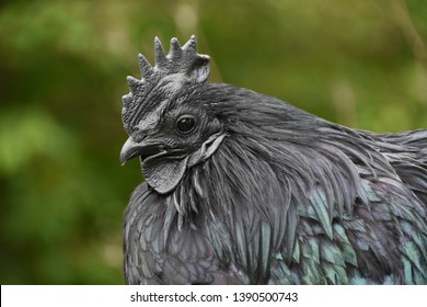 BLACK FEATHER FARMYARD ROOSTER CHICKEN - Shutterstock ID 1390500743