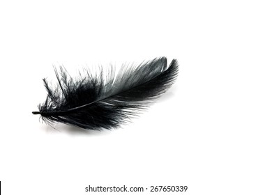 Black Feather Isolated On White Blackground