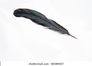 Black feather isolated on white background.