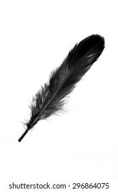 Black bird feathers Images, Stock Photos & Vectors | Shutterstock