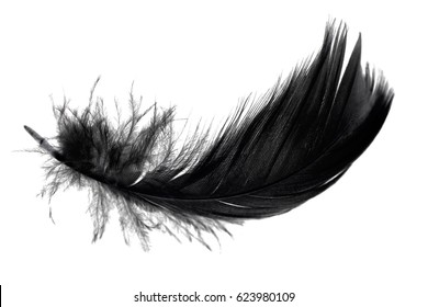 Black Feather On White Background