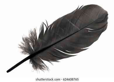 Black Feather Images, Stock Photos & Vectors | Shutterstock