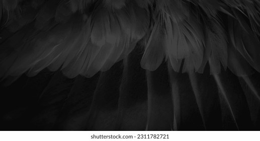 black feather pigeon macro photo. texture or background - Shutterstock ID 2311782721