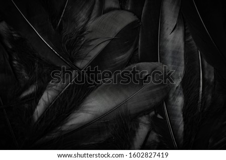 Black feathers background in concept dark background