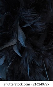 black feathers - close up of black texture