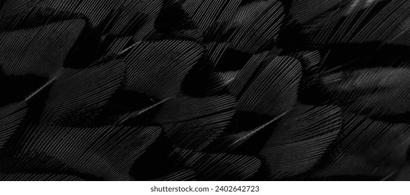 black feathers with an interesting pattern. background