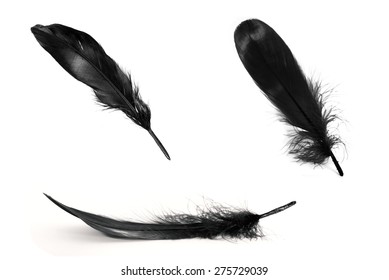 Black feathers on white background. - Shutterstock ID 275729039