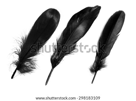 Black feathers on white background.