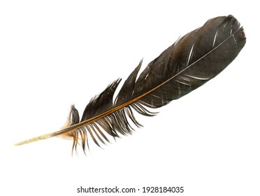 60,582 Eagle feather black white Images, Stock Photos & Vectors ...