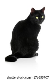 Black female cat sitting on white background