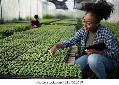 A black female farmer using a tablet smiling friendly at the organic vegetable plots inside the nursery.African woman Taking care of the vegetable plot with happiness in greenhouse using technology. - Powered by Shutterstock