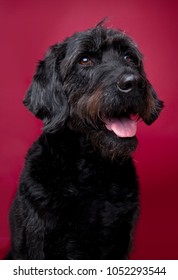 Black Female Labradoodle Studio Portrait