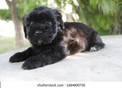 black pomeranian poodle mix