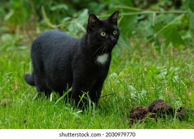 A Black Feral Cat Is Walking In The Short Grass. Taylor Creek Park, Toronto, Ontario, Canada.