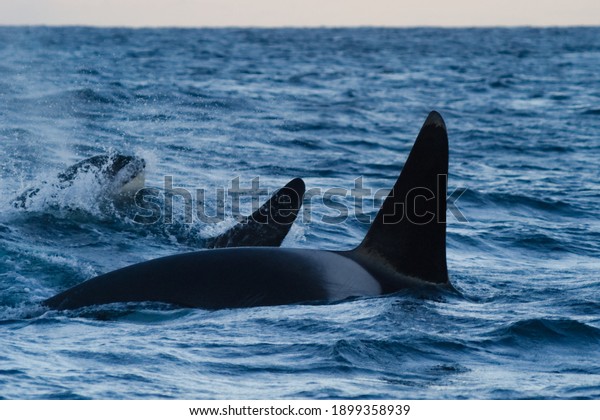 Black fins of a couple of killer whales Orcinus orca
playing in the blue Norwegian sea near Andenes island in cold
winter, nature protection, whale research, free rider, ocean life,
Valentine's day