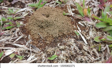 Black Fire Ant Nest Colony