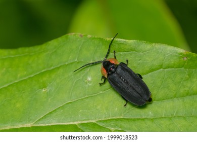 A Black Firefly Is Resting On A Green Leaf. Taylor Creek Park, Toronto, Ontario, Canada.