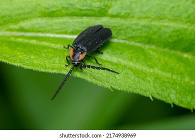 A Black Firefly Is Resting On A Green Leaf. Taylor Creek Park, Toronto, Ontario, Canada.