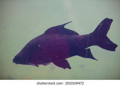 Lion Head Fish High Res Stock Images Shutterstock