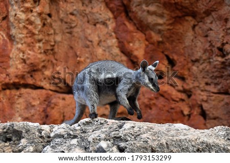 A black flanked rock wallaby in its brilliant red rocky home