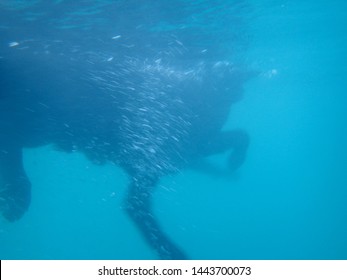 Black Flat Haired Retriever Dog legs move under water creating air bubbles in the Waikiki ocean on Oahu, Hawaii. - Powered by Shutterstock