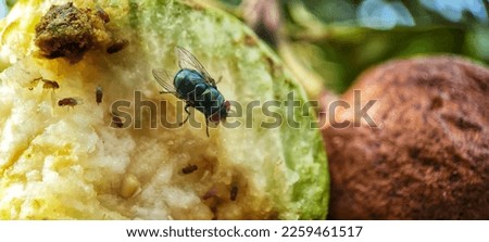 black flies eat the guava as a food