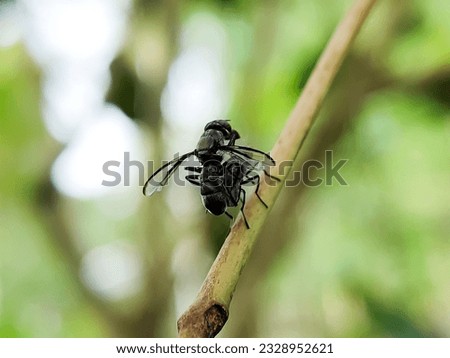 Black Flies in the Mating Season