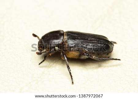 Black Flower Beetle (Coenochilus armiger)