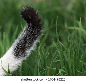 Black Fluffy Cat Tail Isolated On Natural Green Background