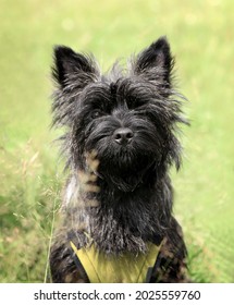 Black Fluffy Dog On A Green Background