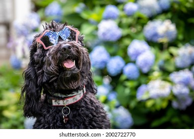 Black Fluffy Dog Wearing Red, White And Blue Sunglasses Sitting In Front Of Hydrangea Bush With Blue Blooms