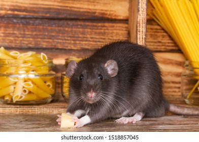 The black fluffy rat is a symbol of 2020. The animal is sitting in a wooden house. On the shelves are banks with pasta and cereals. A rat chewing on cheese. - Shutterstock ID 1518857045