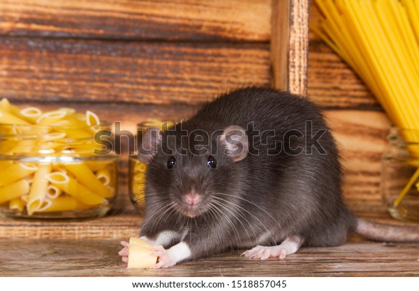 黒いフワフワしたネズミは年のシンボルだ その動物は木造の家に座っている 棚にはパスタや穀類が入った土手が並んでいます ネズミがチーズを噛んで いる の写真素材 今すぐ編集